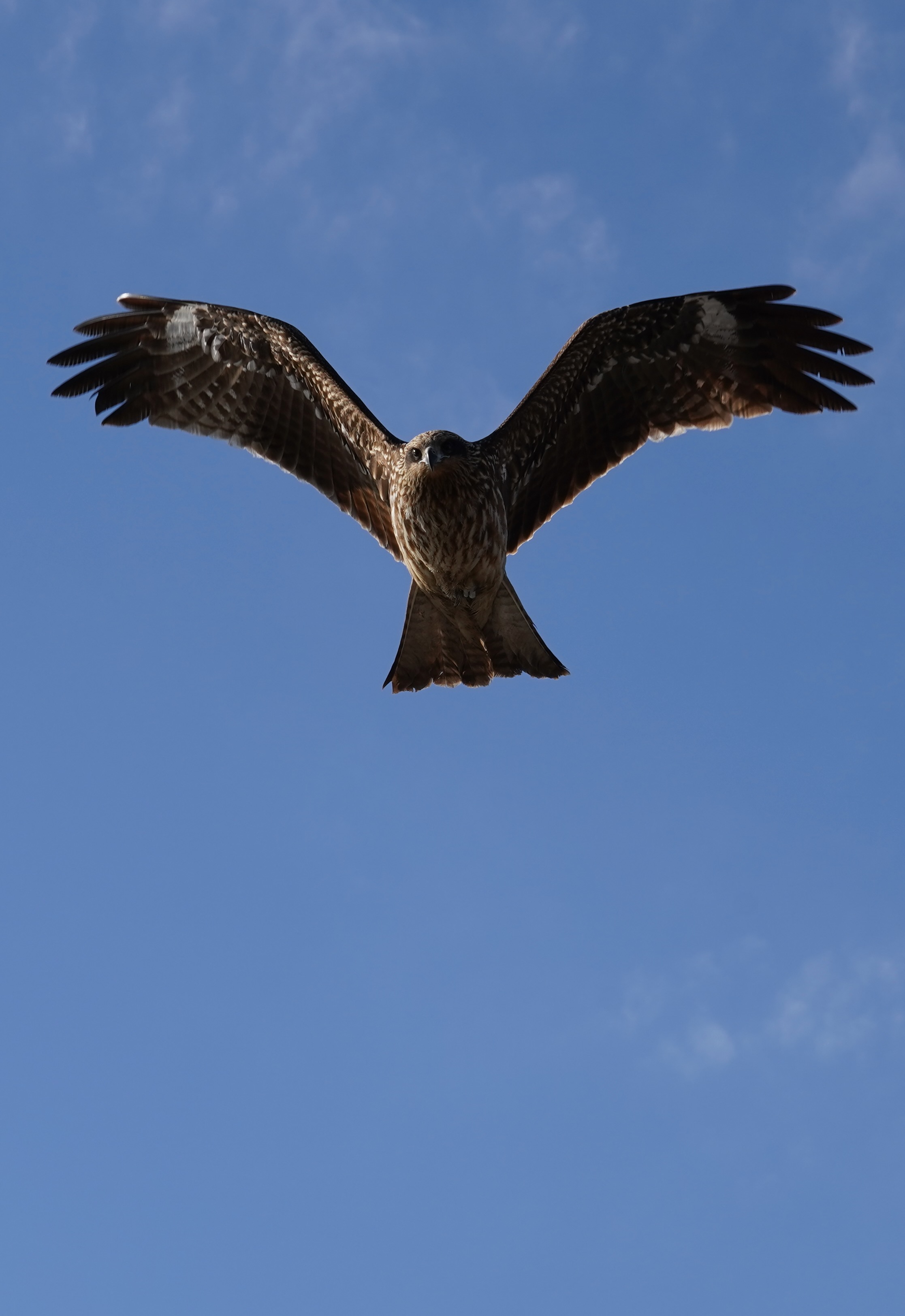 Bird photograph DSC01695