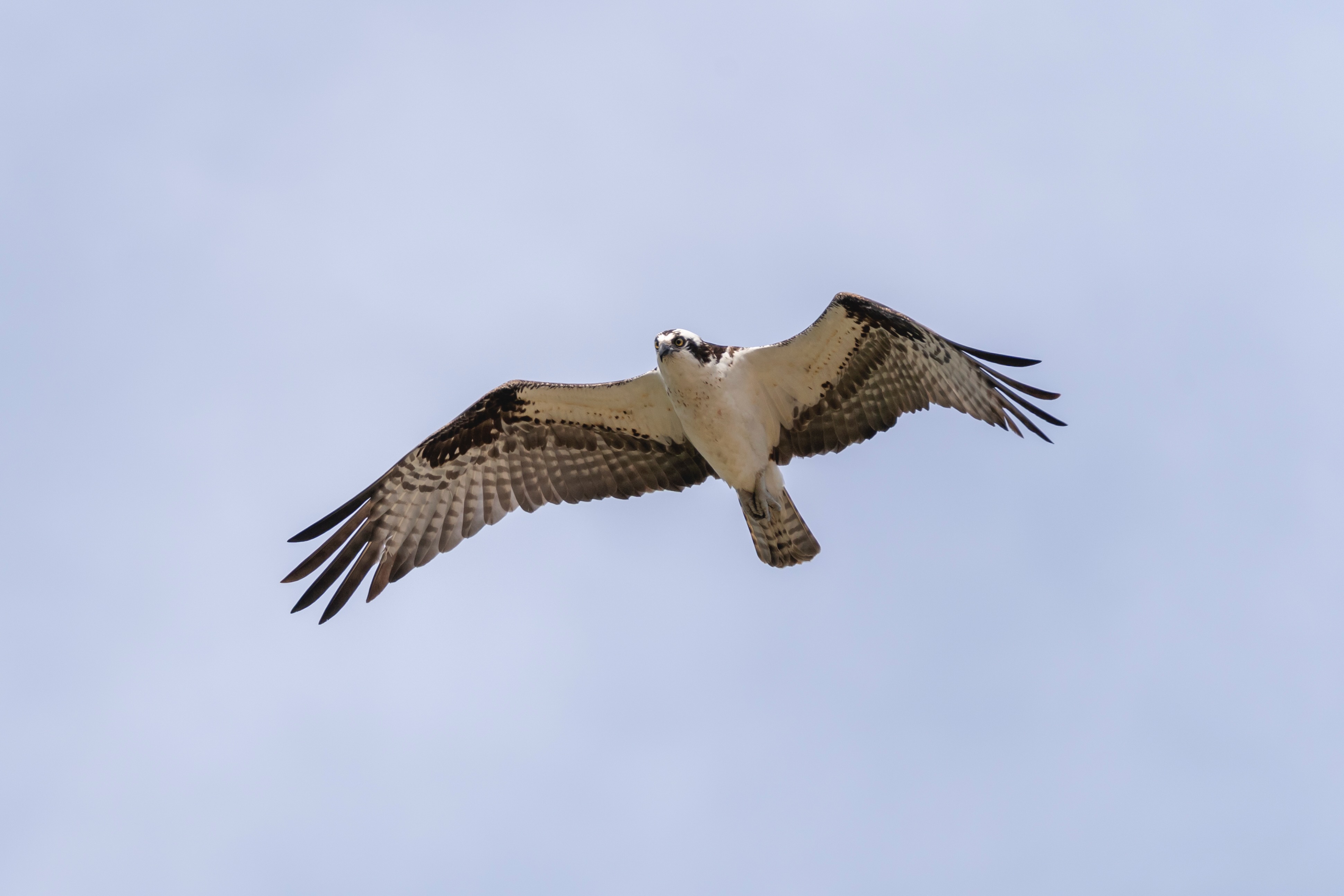 Bird photograph DSC02579-01