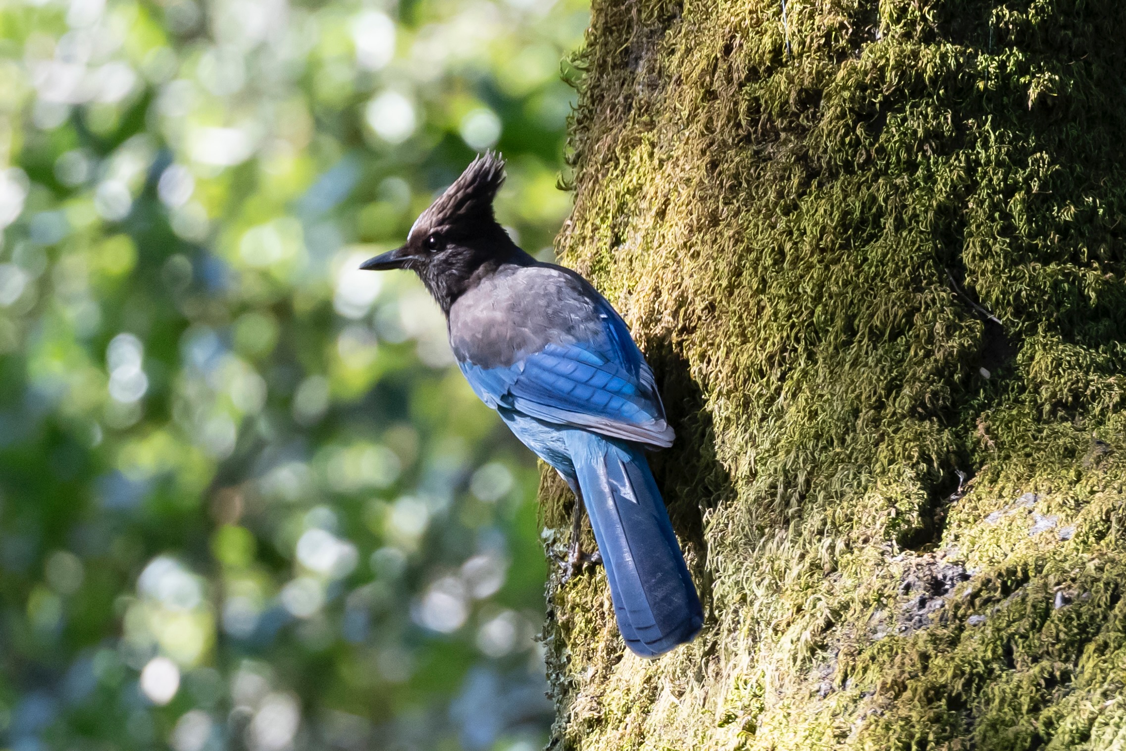 Bird photograph DSC05663-01